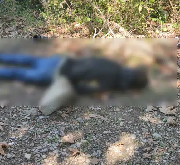 Cide'de dere kenarında kan donduran cinayet: Husumetlisi tarafından av tüfeğiyle vuruldu