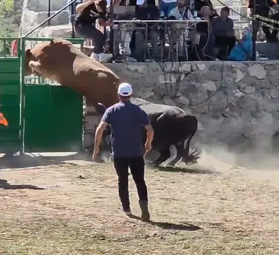 Ardanuç'ta nefes kesen anlar: 600 kiloluk boğa engel tanımadı