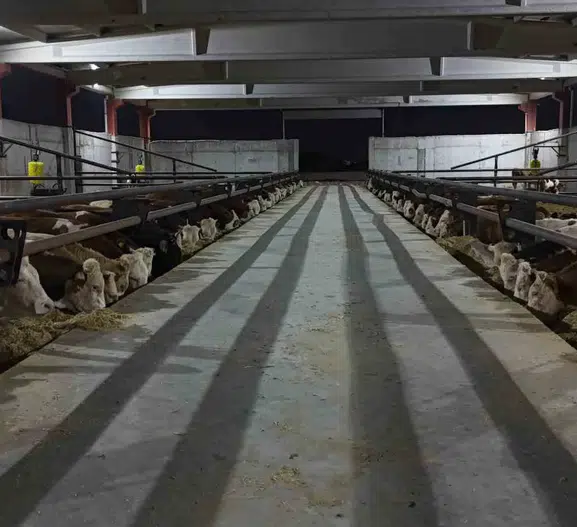 Şanlıurfa'nın dev besi hamlesi: Ortadoğu'nun et mutfağı olmaya hazırlanıyor