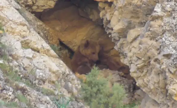 Tunceli’nin vahşi doğasında anne ayı ve yavrularının huzurlu anları