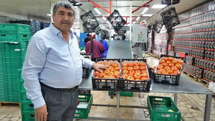Domates fiyatlarında yüksek seyir ve üretim planlaması sorunu