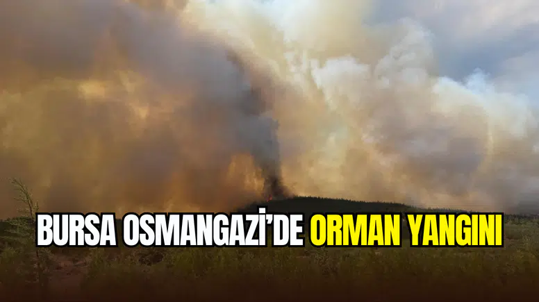 Bursa Osmangazi’de orman yangını