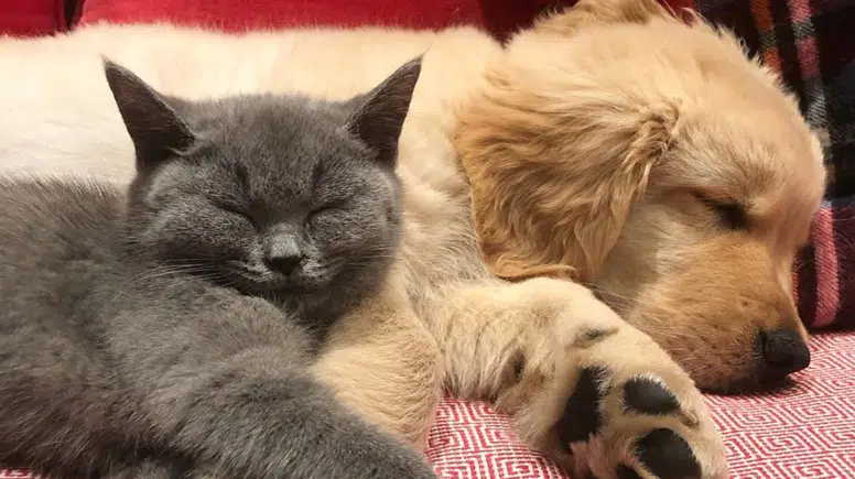 Yalnızlığın en tüylü ilacı: Evcil hayvanlar yaşlılar için sağlık reçetesi oluyor