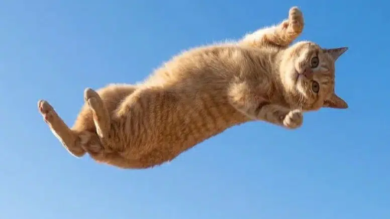 Kedinizin gizli kimliği mırıltısında saklı! Bilim insanları "parmak izini" buldu