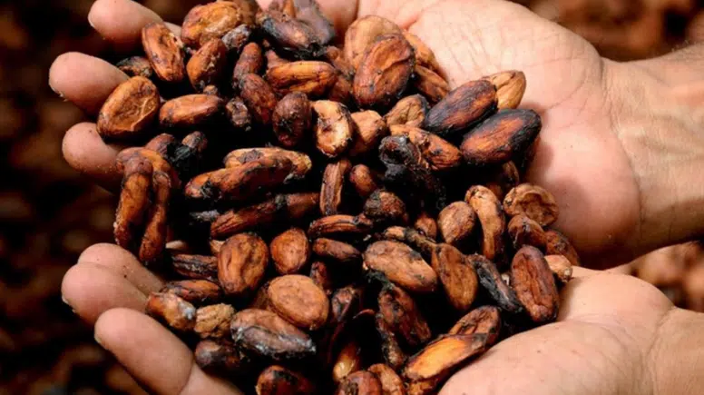 Kakao neden zinde hissettiriyor? Cevap flavanollerde