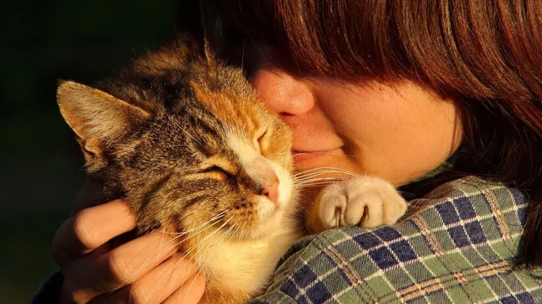 Araştırma: Kediler sahiplerini duygusal bir dayanak noktası olarak görmüyor
