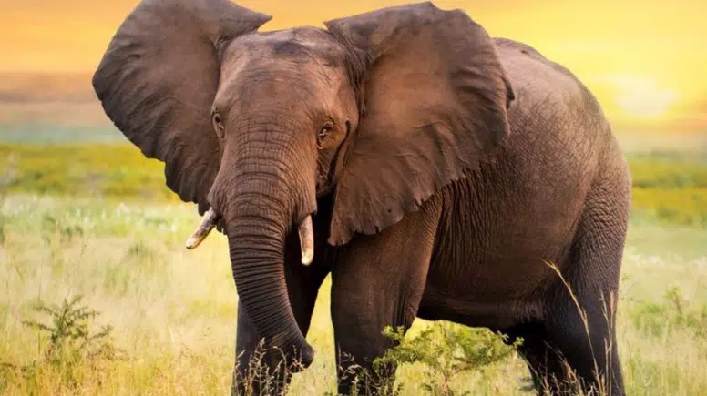 Daha hassası yok! Fillerin hortumundaki o tüylerin tek tek görevi varmış