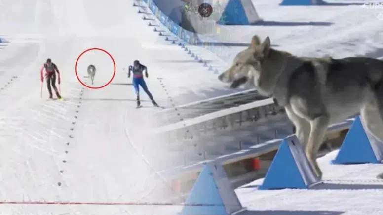 2026 Kış Olimpiyatları'nda kros kayağı pistine köpek girdi