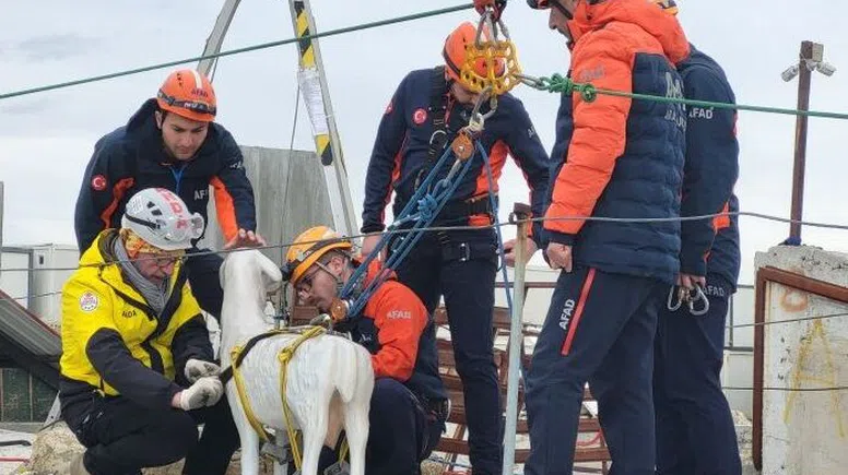 AFAD’dan afetlerde hayvanları korumaya yönelik proje