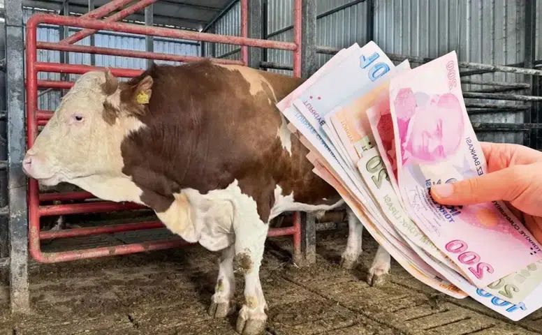 Kurban pazarının devi görücüye çıktı: 950 bin liralık fiyatıyla dudak uçuklatıyor