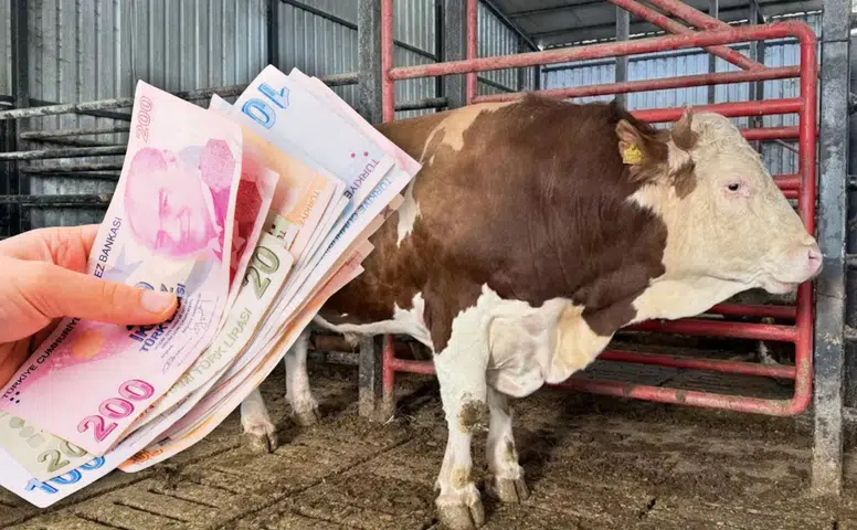 Kurban pazarının devi görücüye çıktı: 950 bin liralık fiyatıyla dudak uçuklatıyor