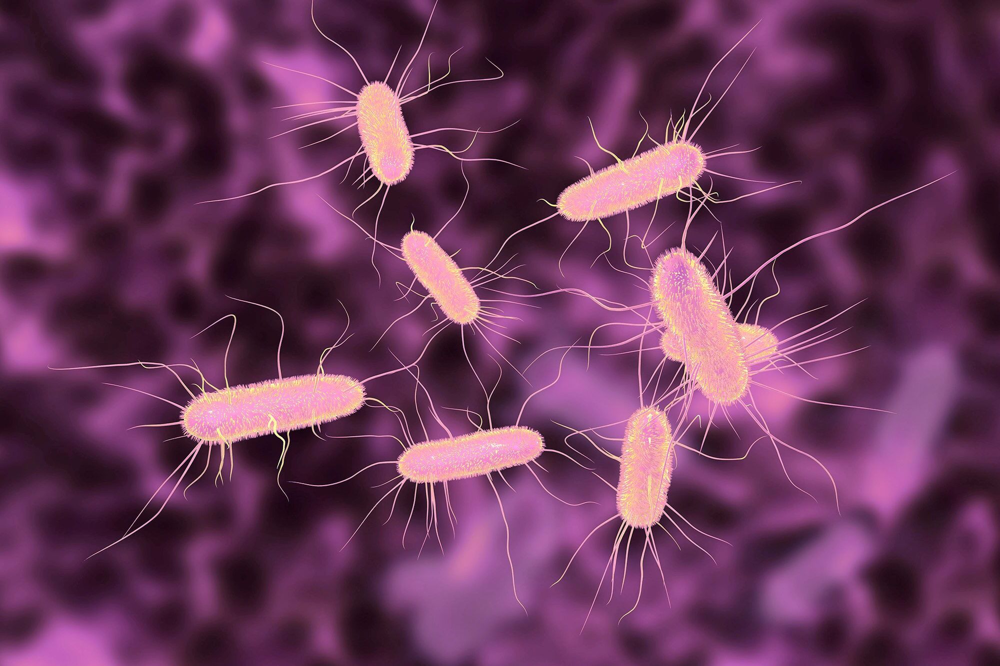 E Coli 4