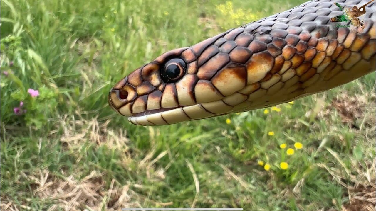 Bozyörük Yılanı2