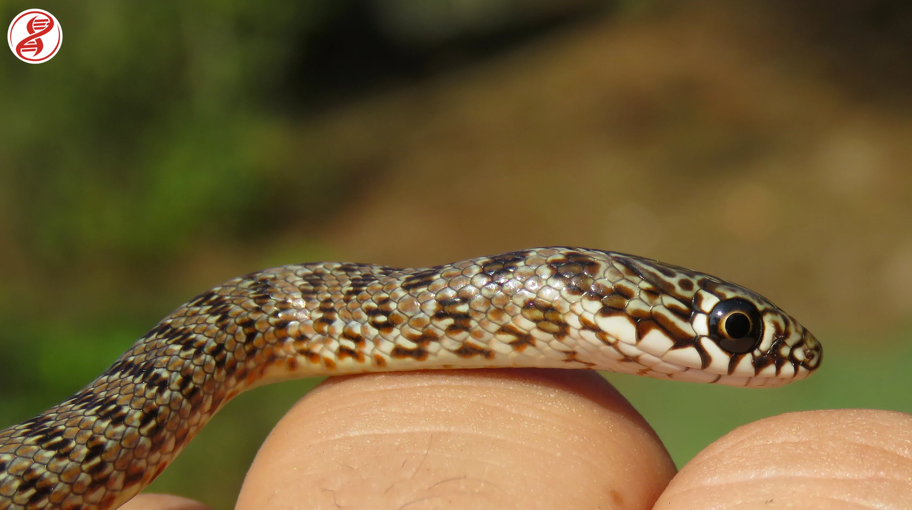 Bozyörük Yılanı5