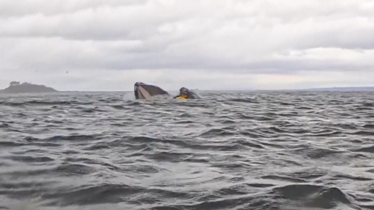 Şili’de Nefes Kesen Anlar Kambur Balina, Kanocuyu Önce Yuttu Sonra Bıraktı