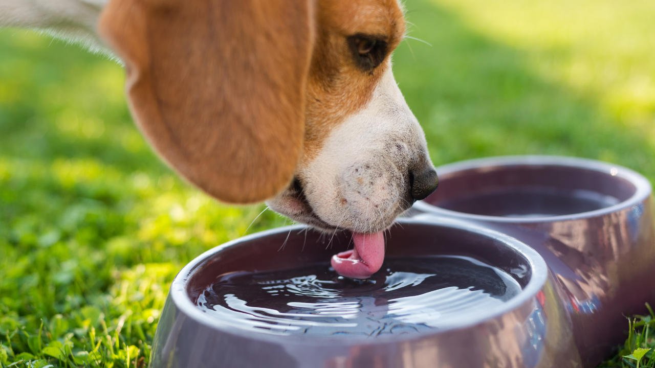Evcil Hayvan Sahipleri Dikkat! Veterinerler Uyarıyor, Bunu Sakın Yapmayın!