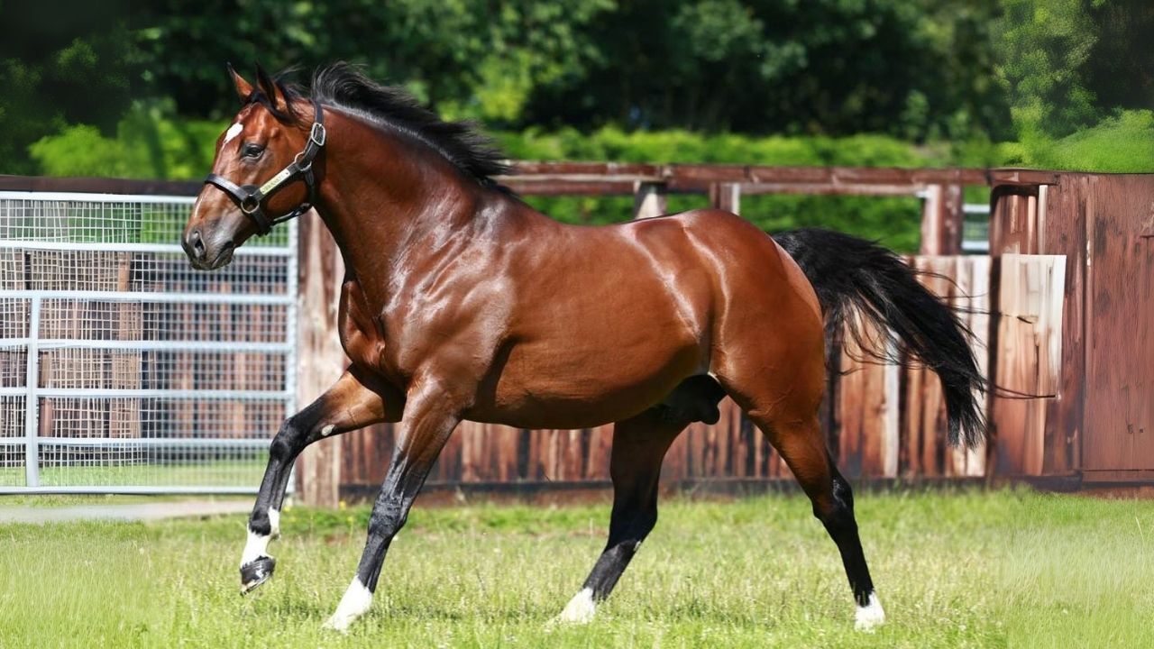 Tarihin en hızlı atı hangisi? İşte gelmiş geçmiş en süratli 5 at 1