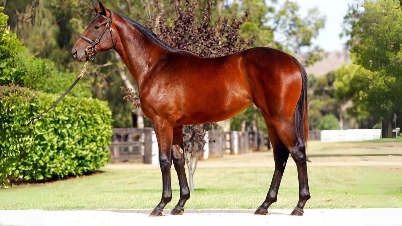 Tarihin en hızlı atı hangisi? İşte gelmiş geçmiş en süratli 5 at 3