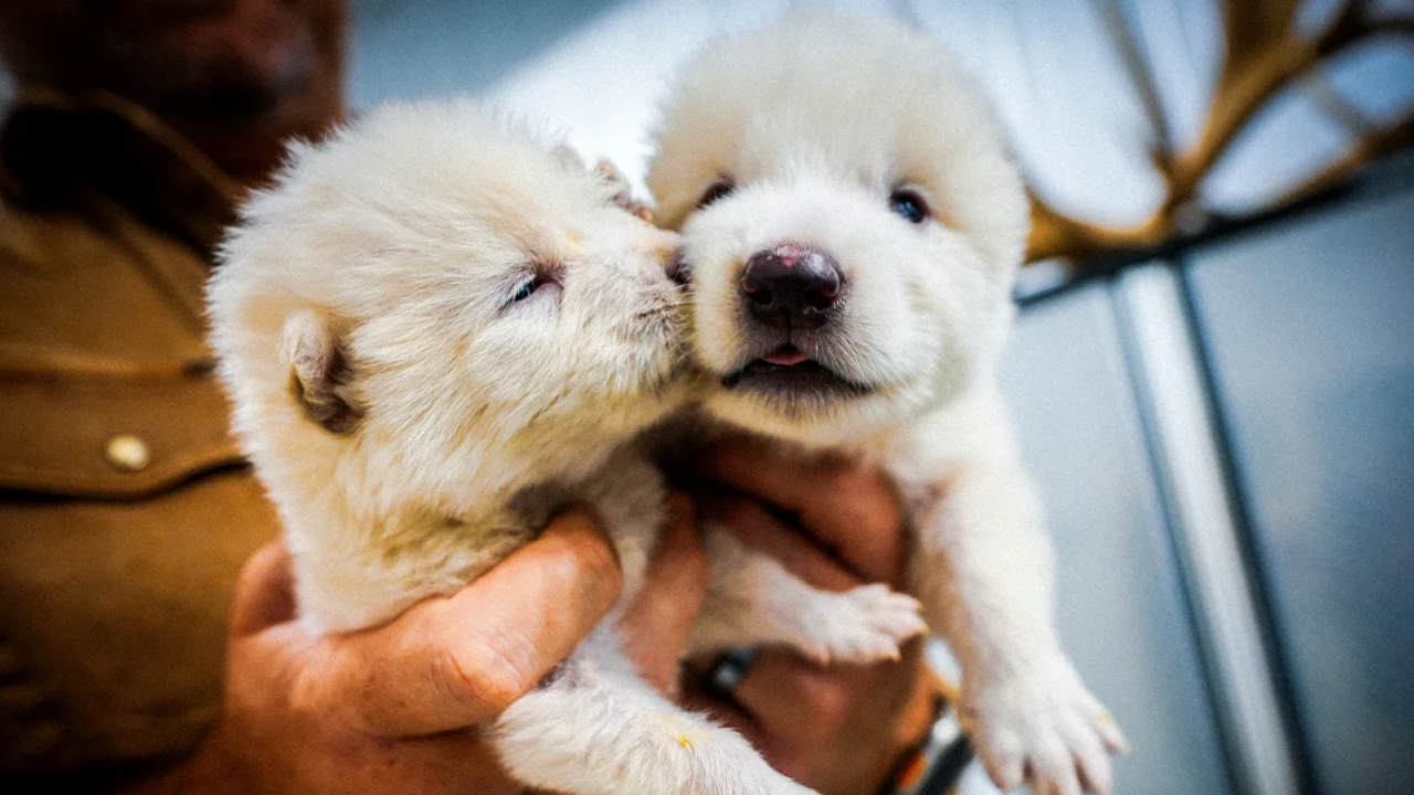 Game Of Thrones’un Korkunç Yaratığı Gerçek Oldu Dire Kurt Tekrar Yaşama Döndürüldü