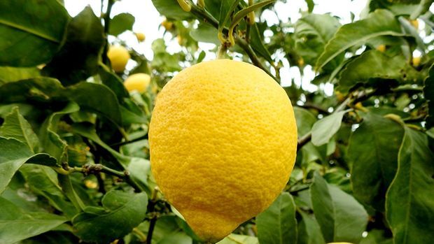 Limon