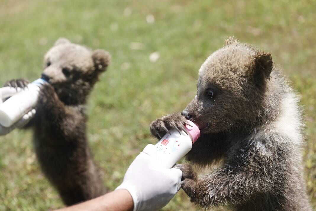 Mersin'in Yeni Yıldızları: Bozayı Kardeşlerin Kurtuluş Hikâyesi! 3