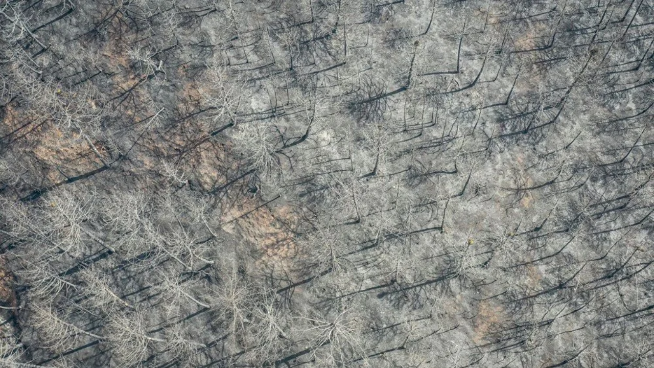 Sakarya’dan Bilecik’e Kabus Gibi Yangın! 14 Köy Boşaltıldı, Ormanlar Kül Oldu 2