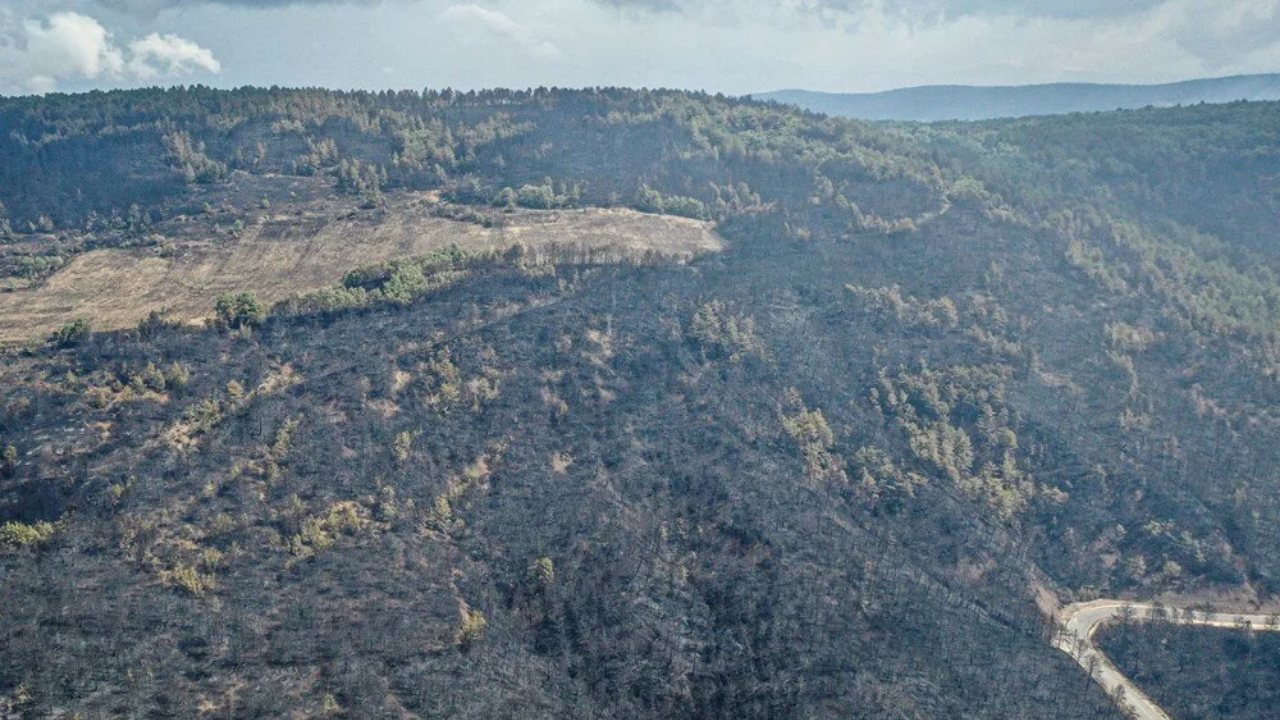 Sakarya’dan Bilecik’e Kabus Gibi Yangın! 14 Köy Boşaltıldı, Ormanlar Kül Oldu 6