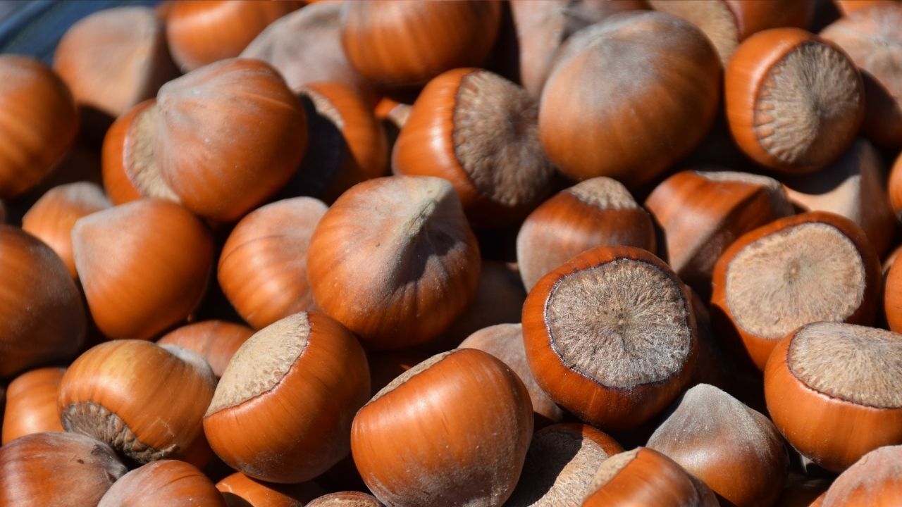 Türkiye Fındık Piyasasındaki En Büyük Alıcıya Büyük Darbe! (1)