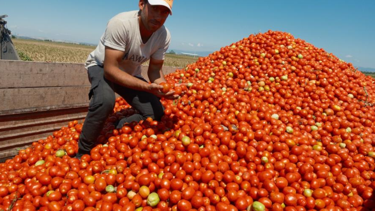 Domatesin Fiyatına İnanamayacaksınız! Çiftçi İsyan Etti Bir Daha Ekmiyoruz!” (1)