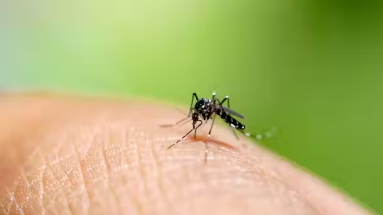 Çin’de Dev Virüs Alarmı 1714 Chikungunya Ateşi Vakası (1)