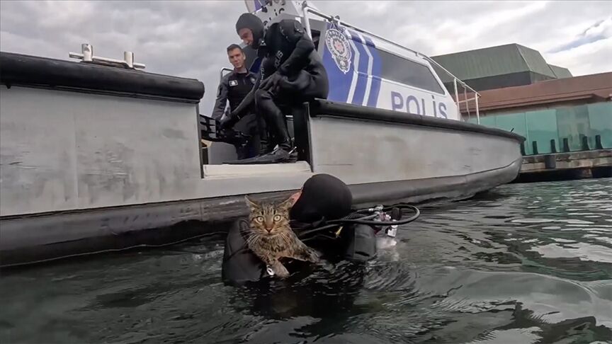 Denizde Mahsur Kalan Yaramaz Kediyi Dalgıç Polisler Kurtardı!3