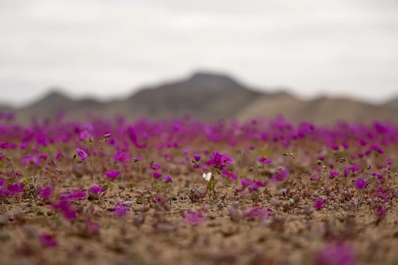 Dünyanın En Kurak Çölü Çiçeklerle Doldu! 11