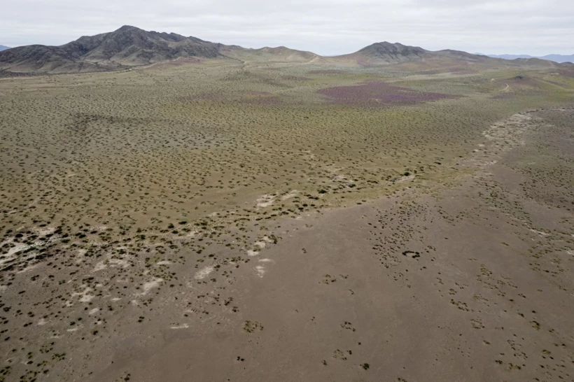 Dünyanın En Kurak Çölü Çiçeklerle Doldu! 5
