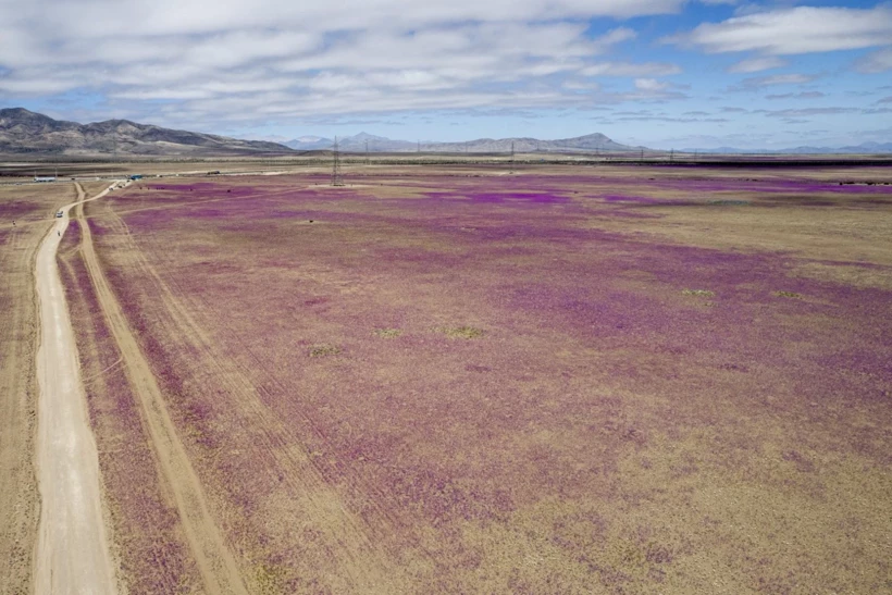 Dünyanın En Kurak Çölü Çiçeklerle Doldu! 1