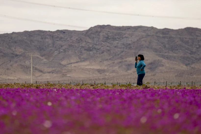 Dünyanın En Kurak Çölü Çiçeklerle Doldu! 7