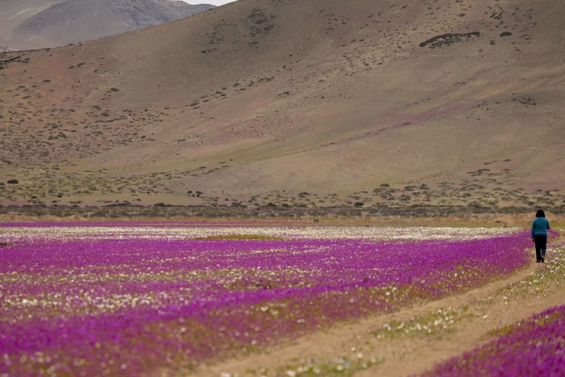Dünyanın En Kurak Çölü Çiçeklerle Doldu! 8