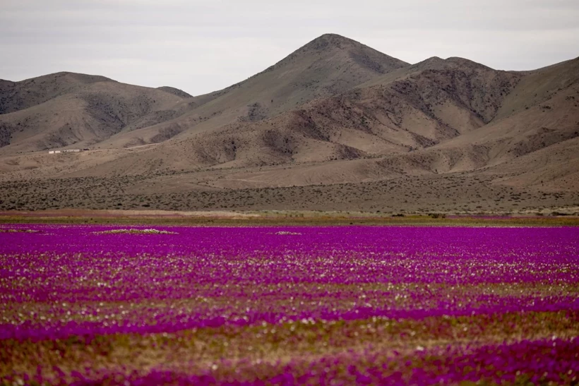 Dünyanın En Kurak Çölü Çiçeklerle Doldu! 9