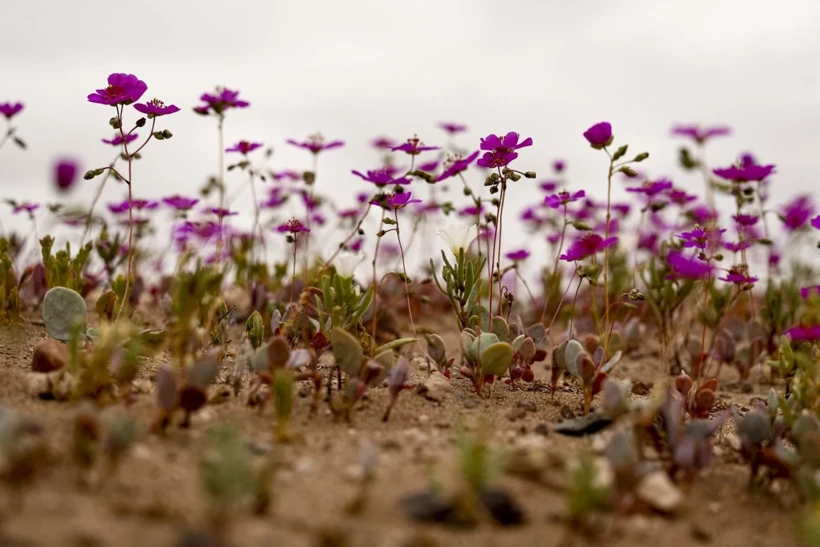 Dünyanın En Kurak Çölü Çiçeklerle Doldu! 3