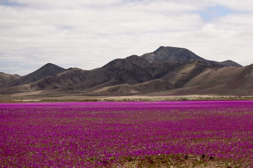Dünyanın En Kurak Çölü Çiçeklerle Doldu! 4