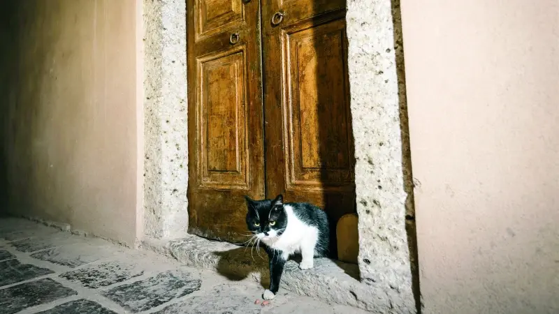 Topkapı Sarayı’nda Tarihi Kedi Kapıları Yeniden Açıldı6