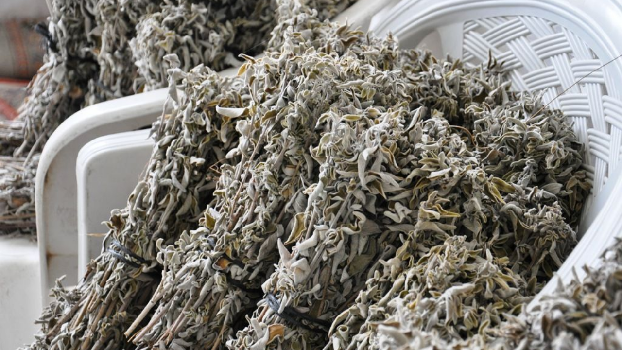 Adaçayı Ne Işe Yarar İşte Adaçayının Faydaları... (1)