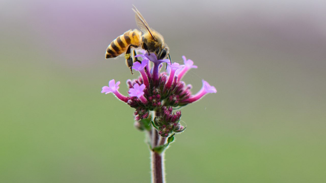 Arılar Olmasa Dünya Nasıl Bir Yer Olurdu (3)