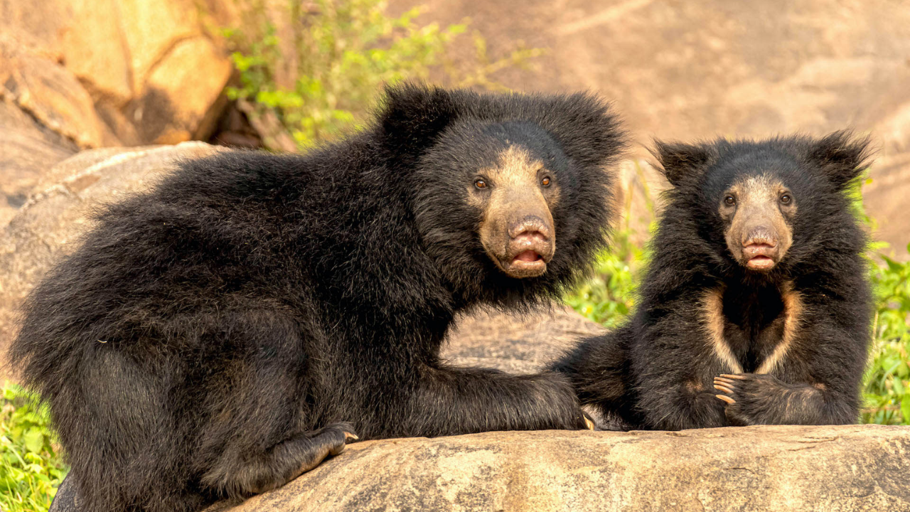 Ayılar Hakkında Bilmediğiniz Ilginç Gerçekler (1)