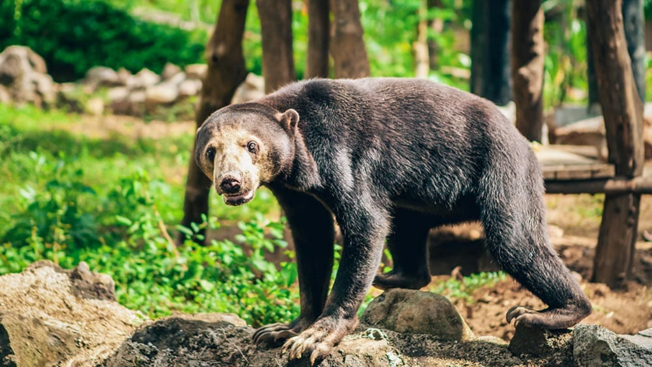 Ayılar Hakkında Bilmediğiniz Ilginç Gerçekler (10)