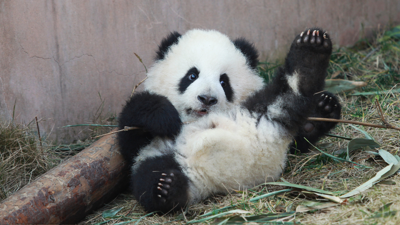 Ayılar Hakkında Bilmediğiniz Ilginç Gerçekler (11)