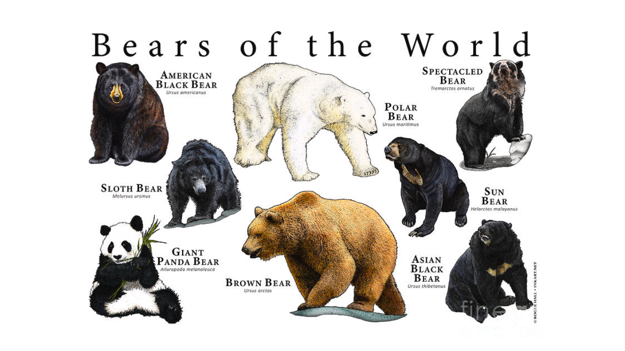 Ayılar Hakkında Bilmediğiniz Ilginç Gerçekler (3)