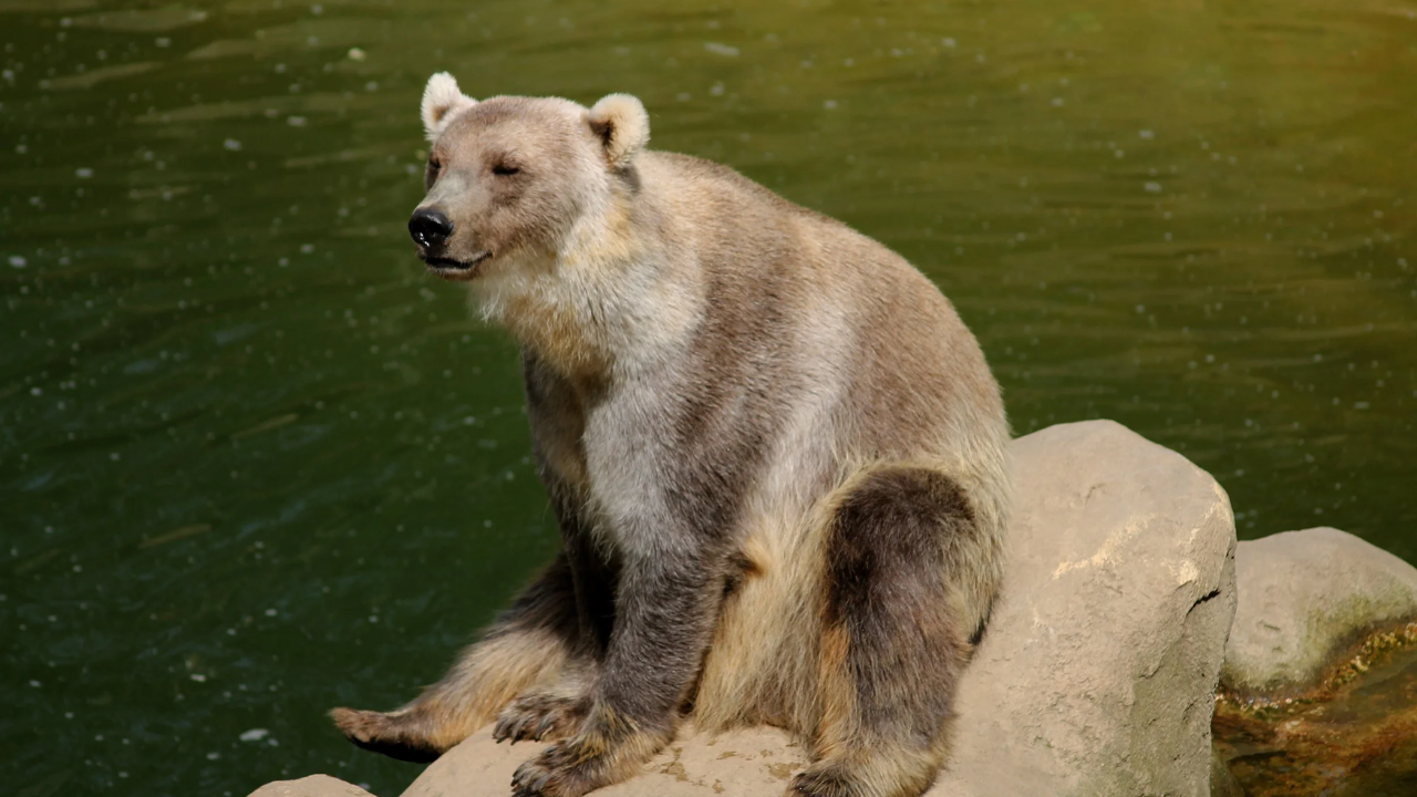 Ayılar Hakkında Bilmediğiniz Ilginç Gerçekler (4)