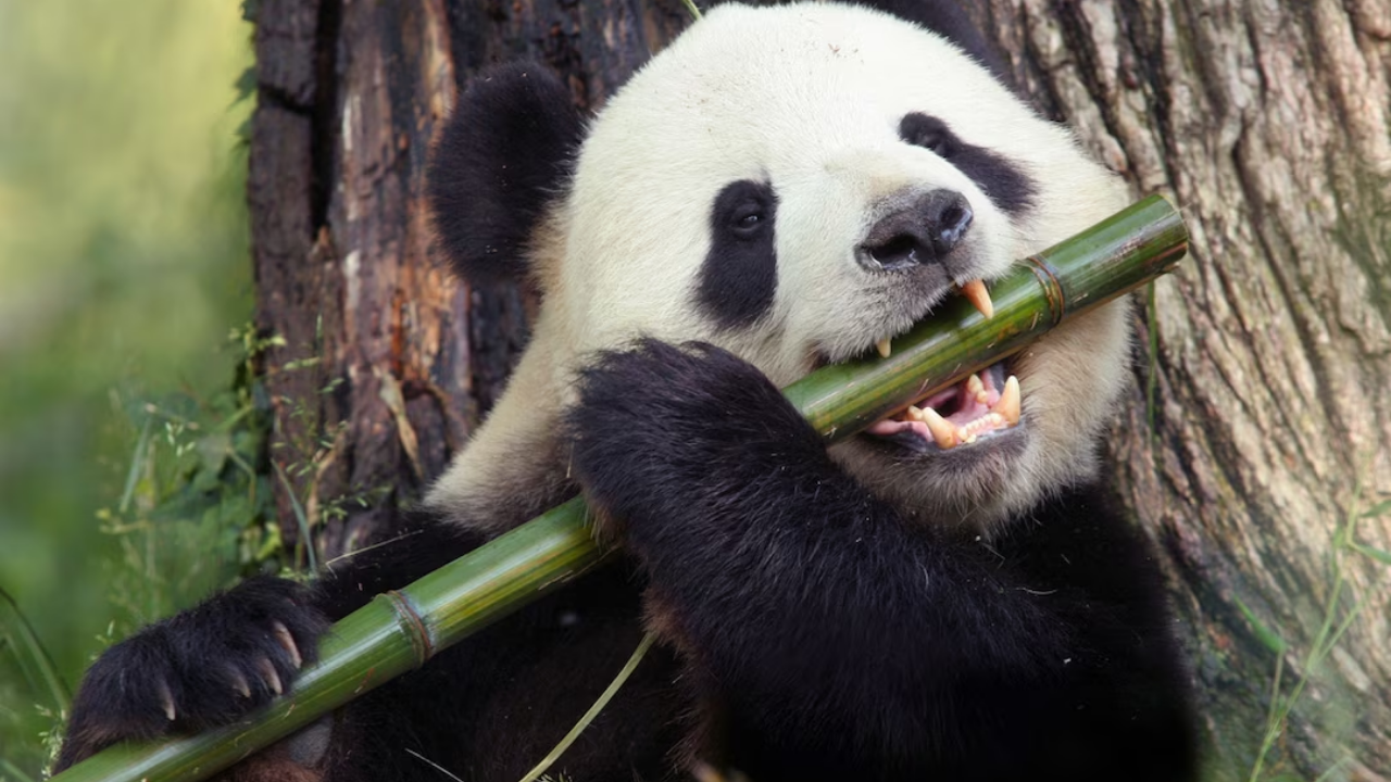 Ayılar Hakkında Bilmediğiniz Ilginç Gerçekler (5)