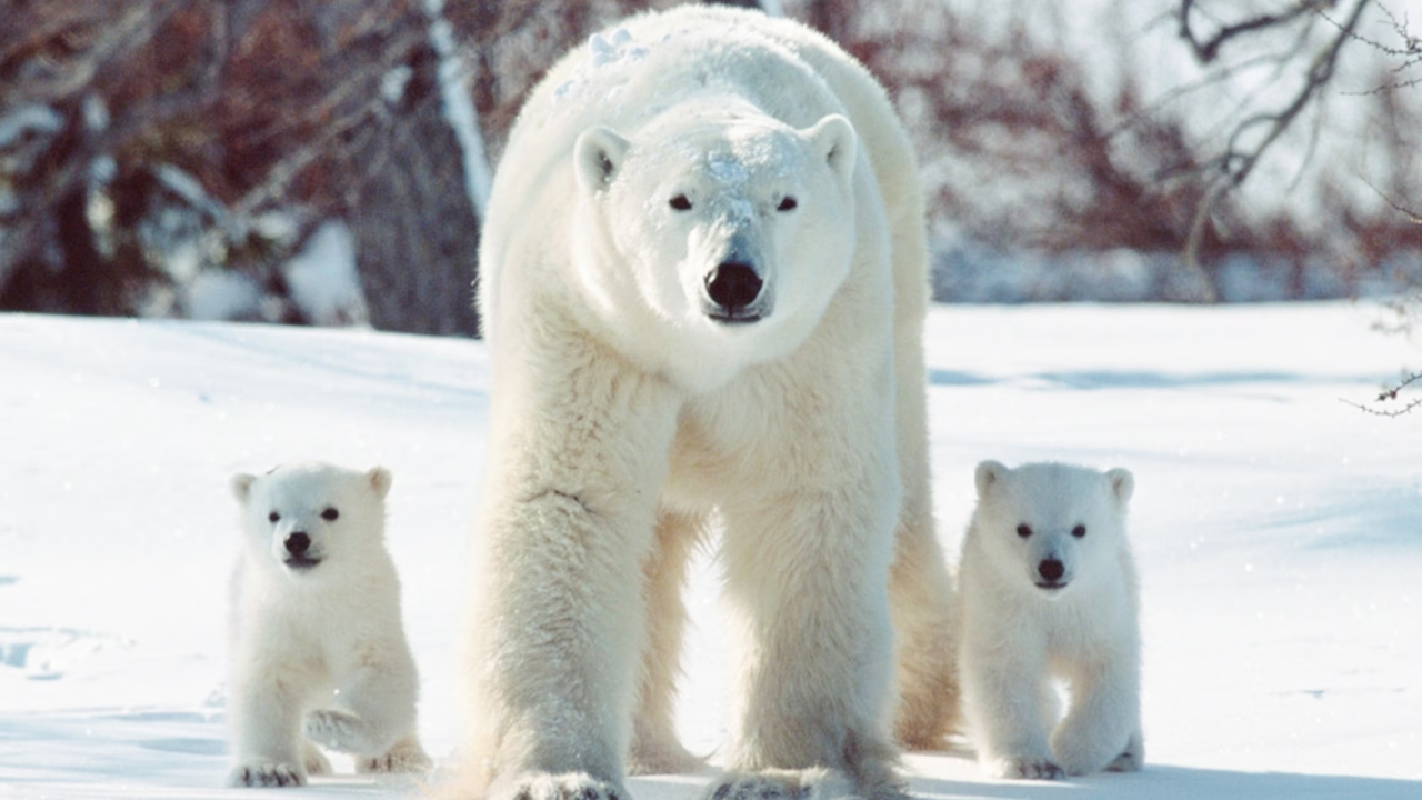 Ayılar Hakkında Bilmediğiniz Ilginç Gerçekler (7)