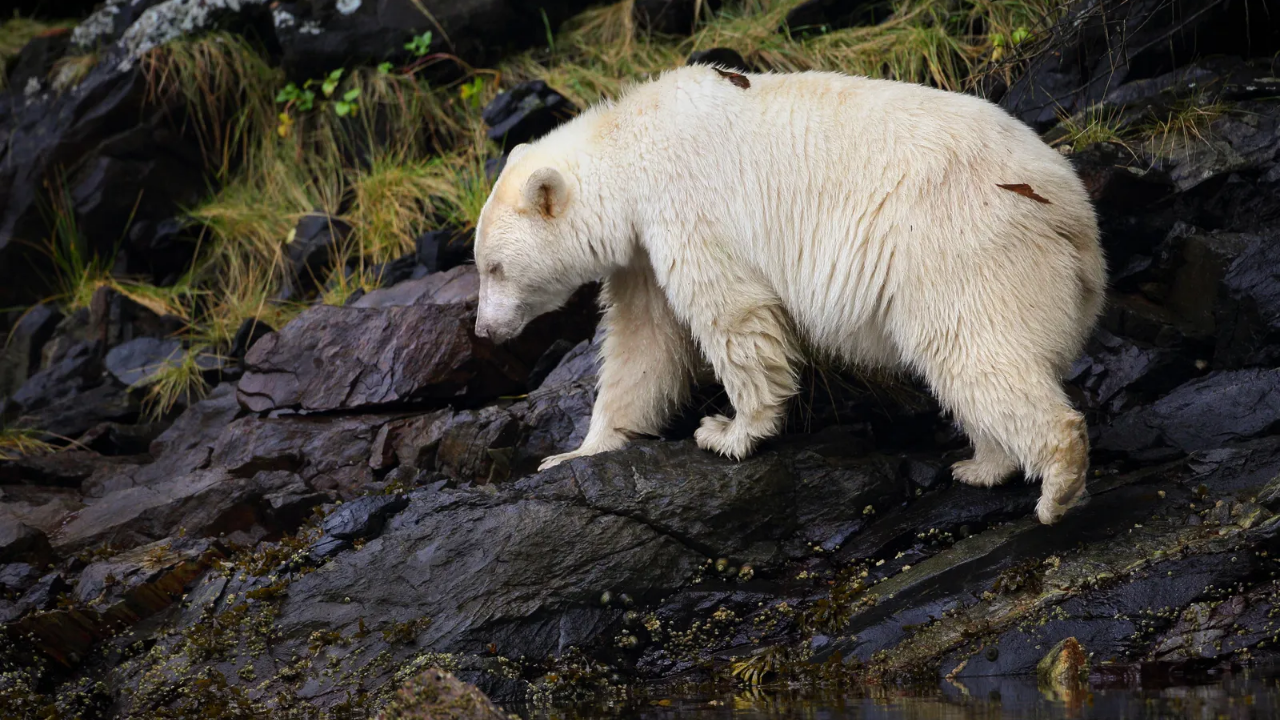 Ayılar Hakkında Bilmediğiniz Ilginç Gerçekler (8)